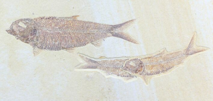 Three Detailed Knightia Fossil Fish - Wyoming #75986
